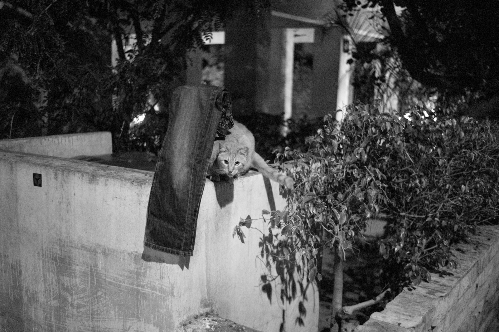 Nocturnal Encounter