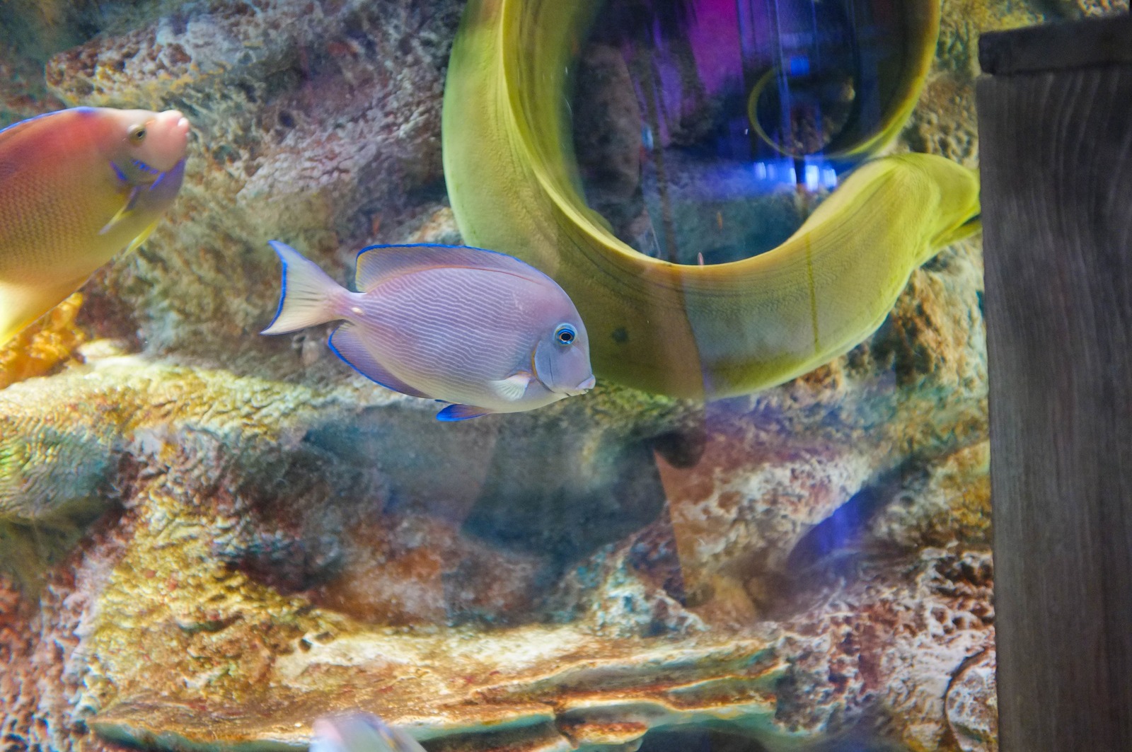 Underwater Serenity