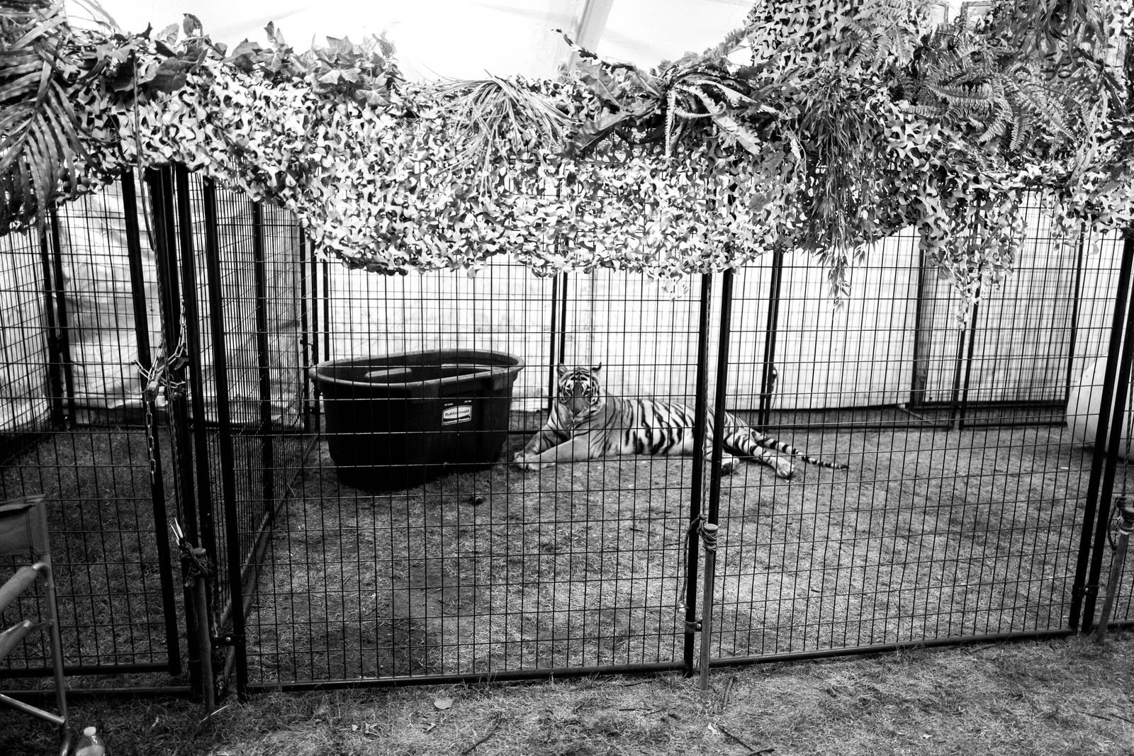 Caged Majesty