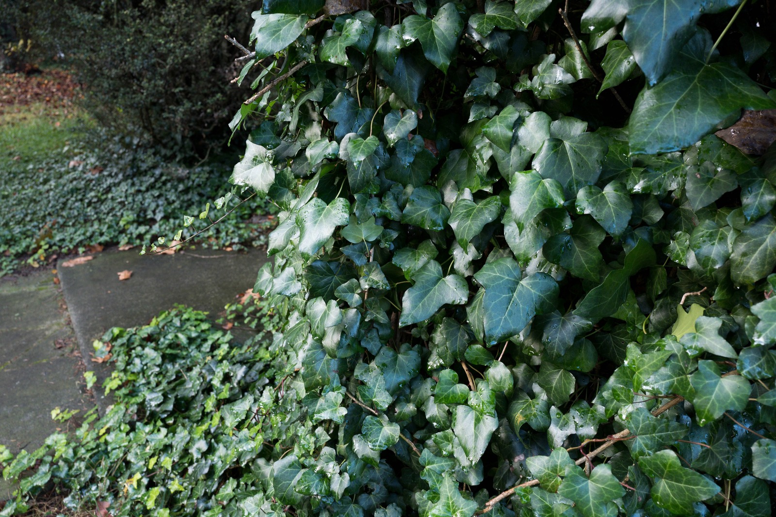 Embracing Greenery