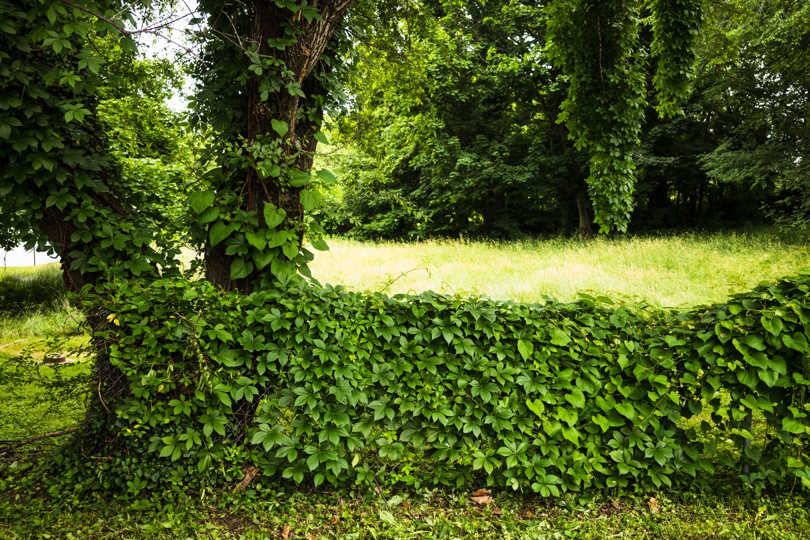 Verdant Embrace