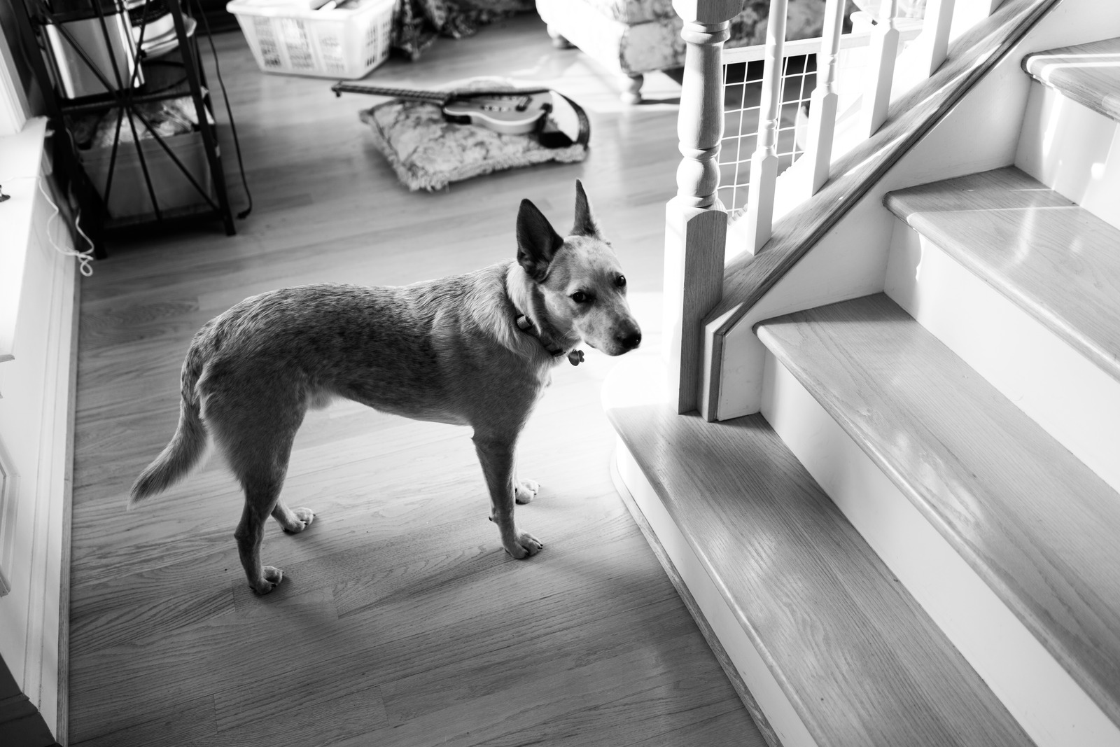 A Watchful Friend