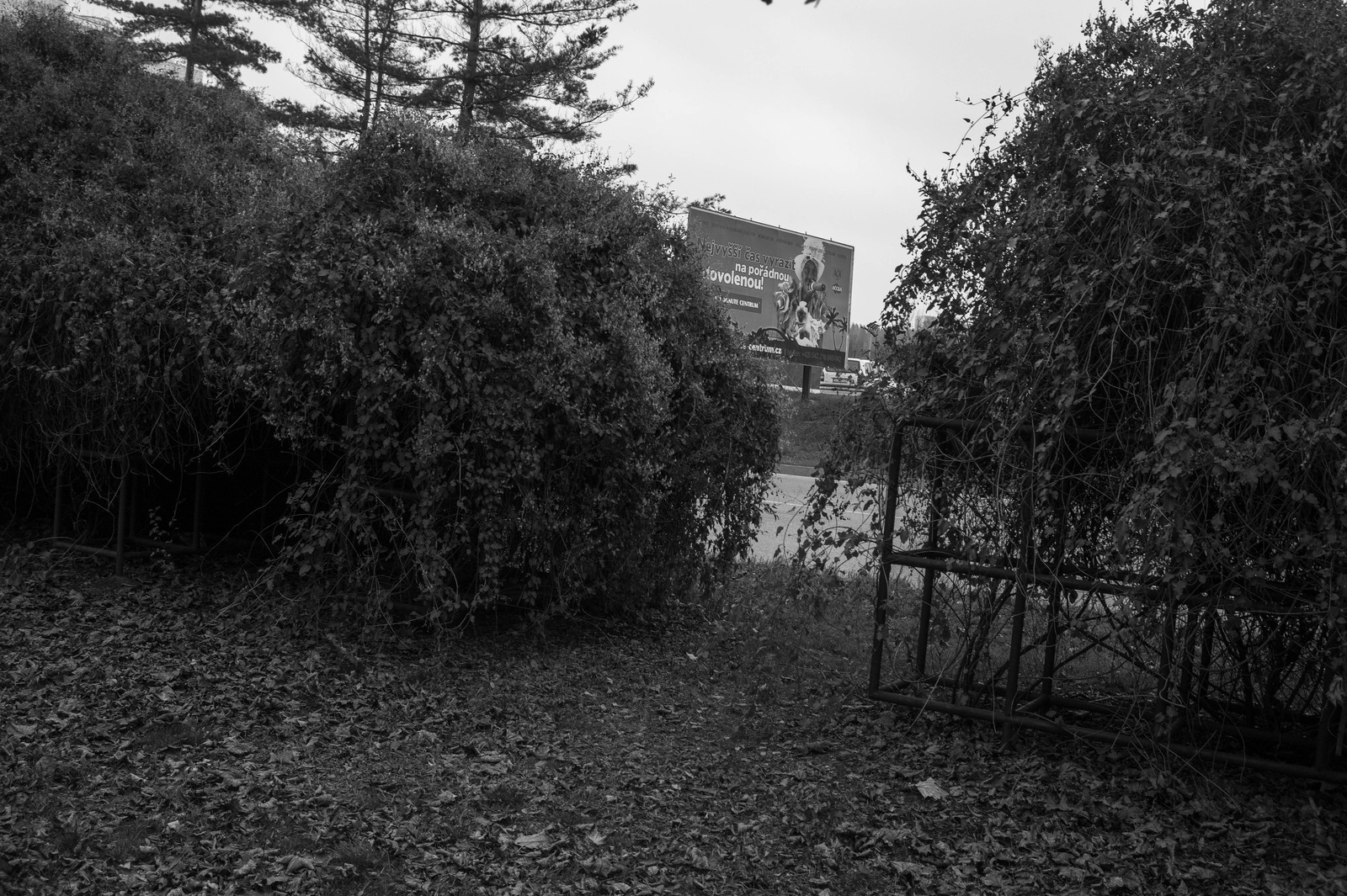 Urban Wilderness