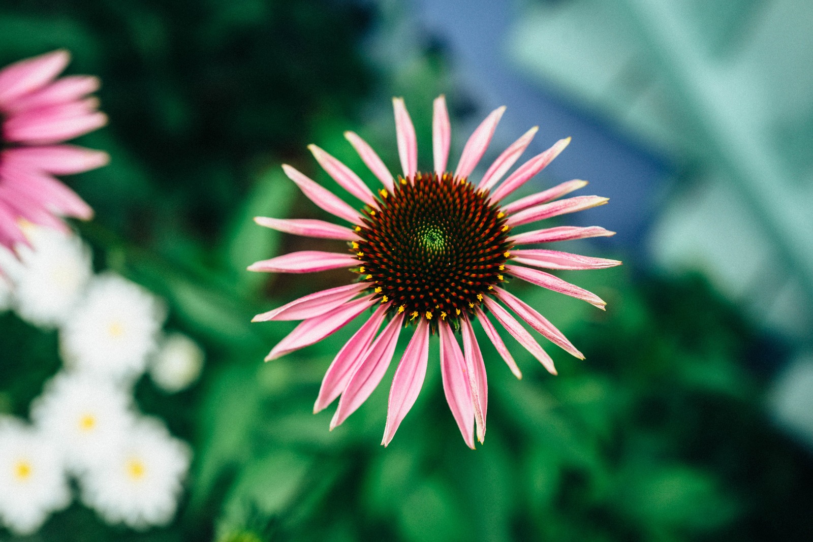 Blooming Radiance