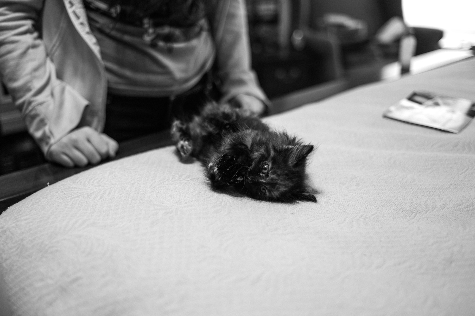 Whiskers at Play