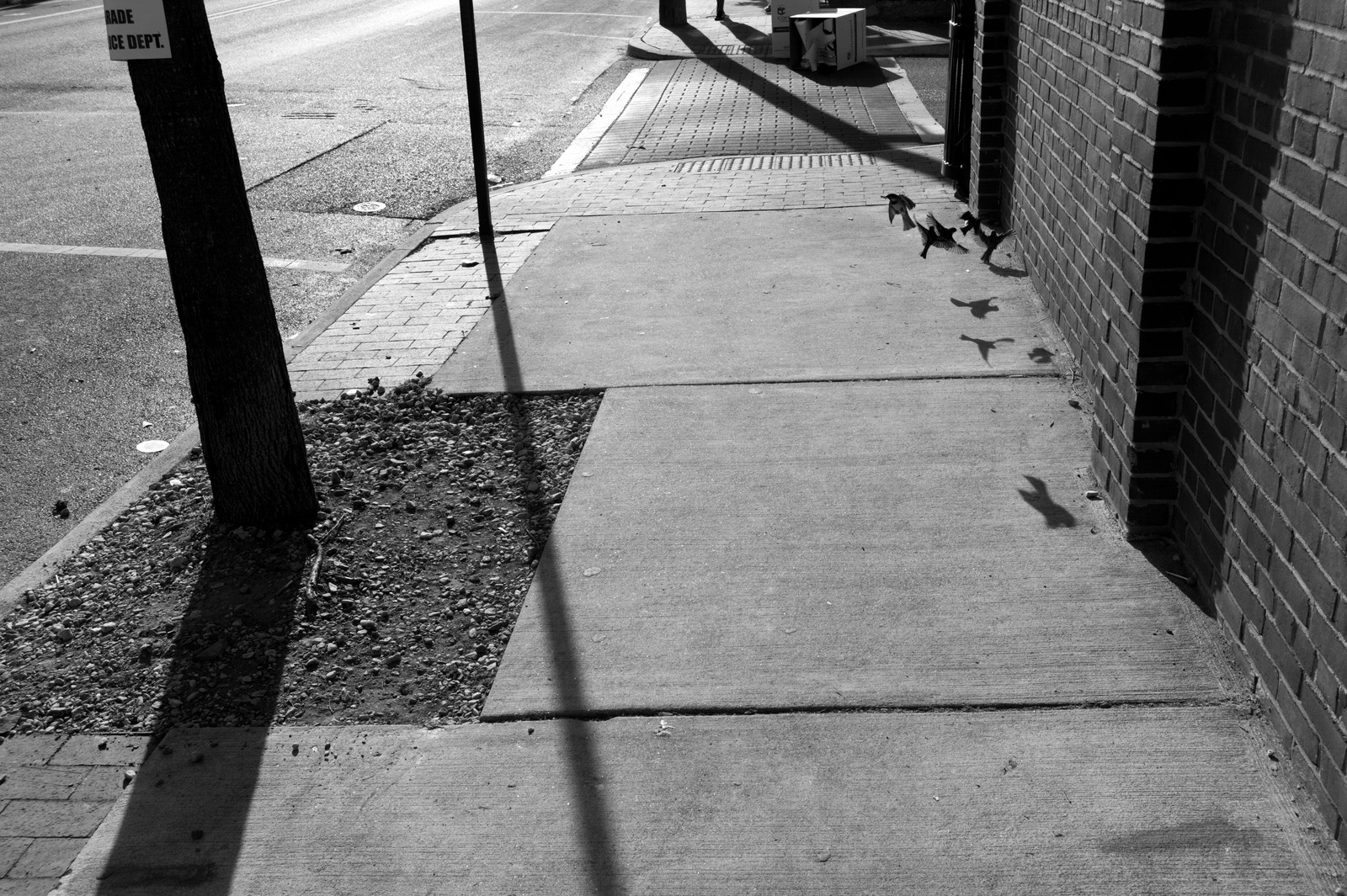 Shadows of Flight