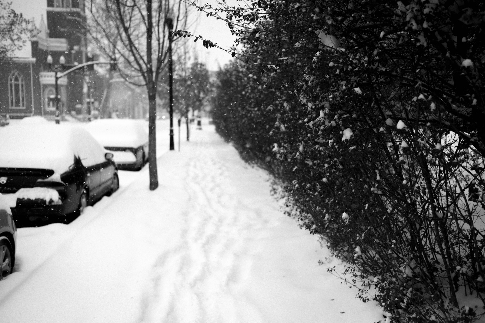 Silent Winter Path
