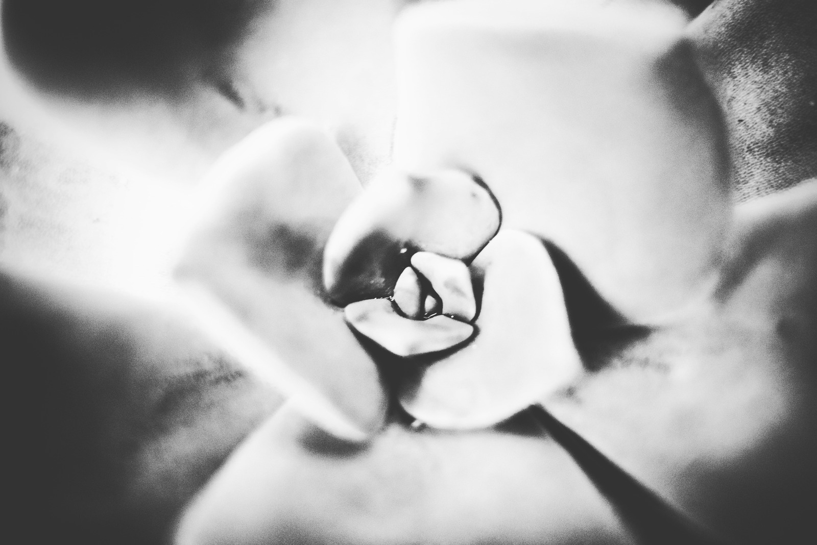 Whispers of Nature