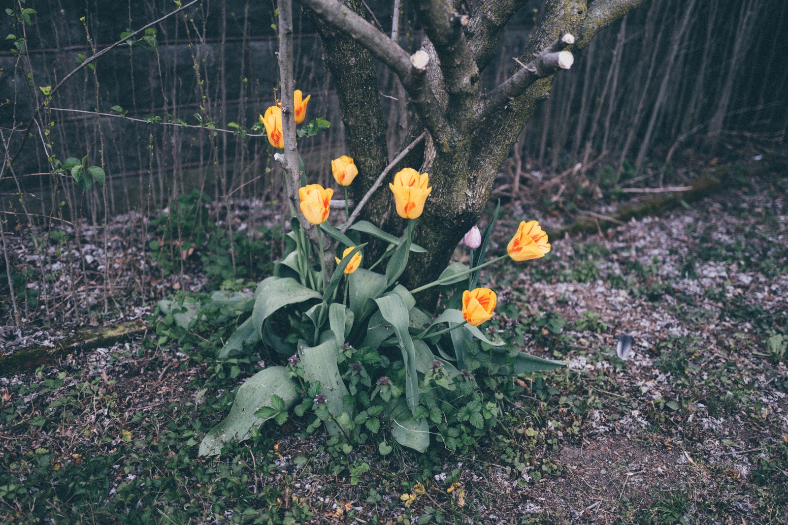 Blooming Resilience