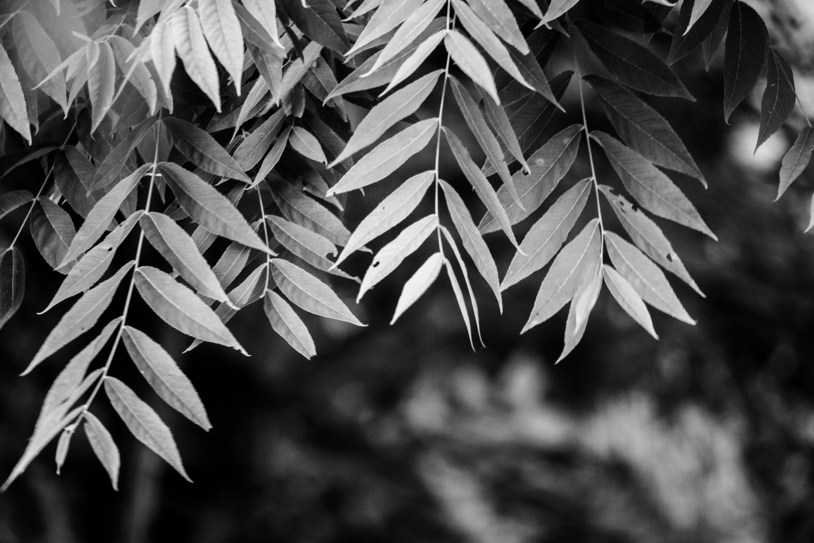 Whispers of Nature