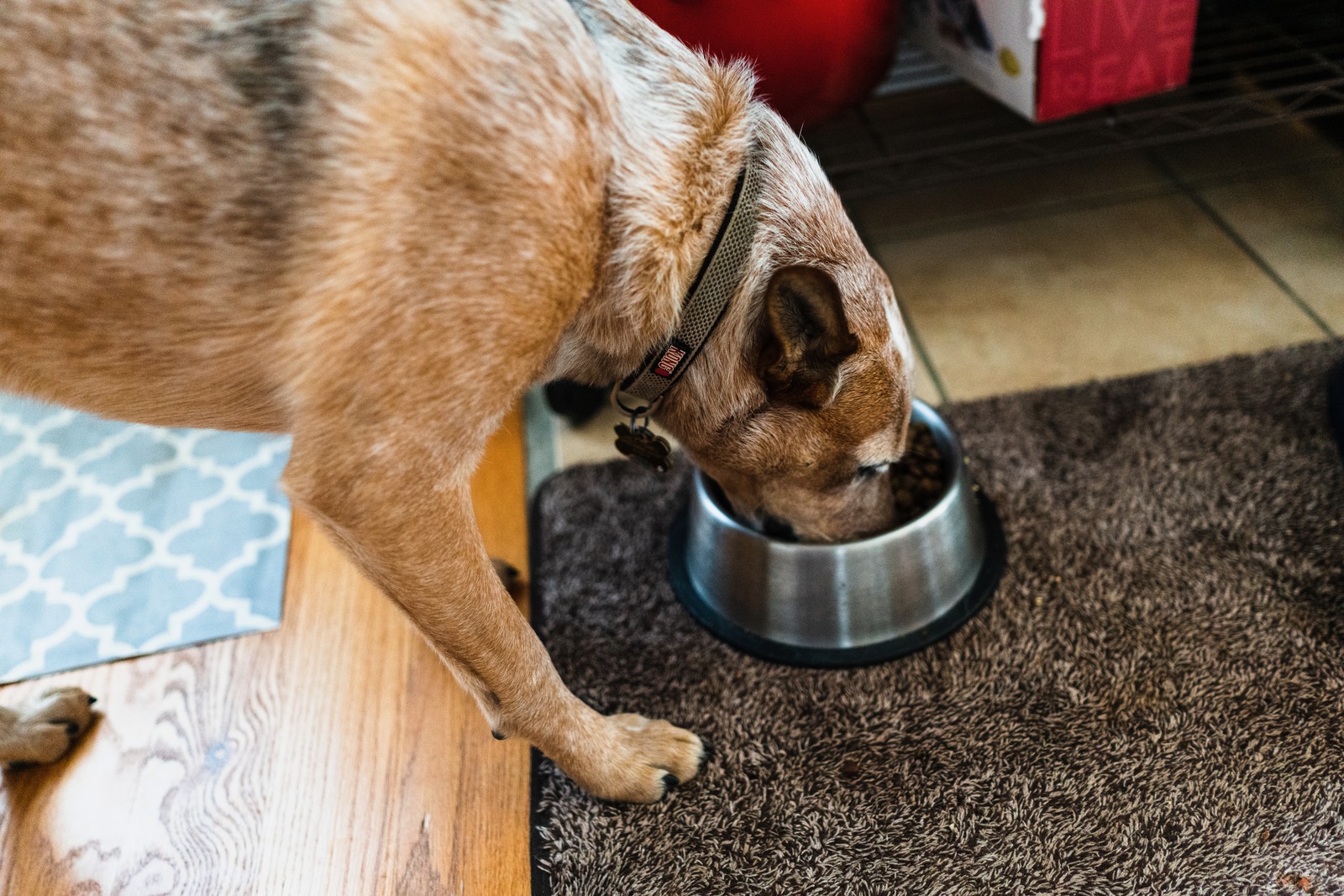 Canine Feast