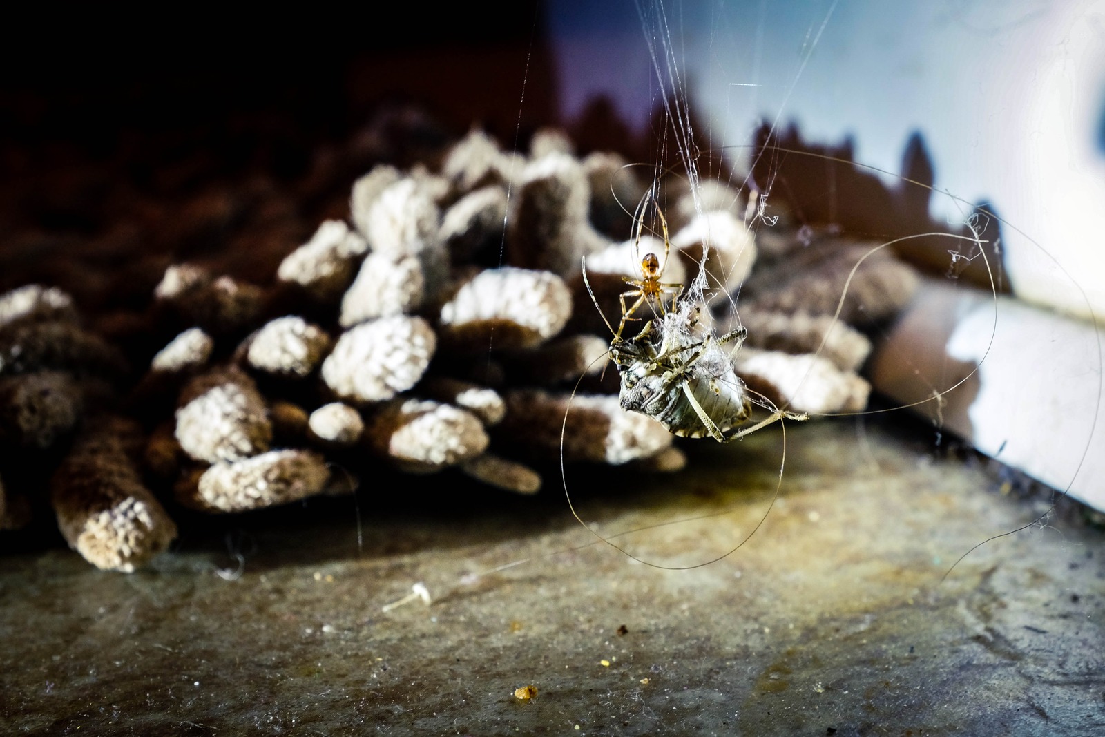 Web of Life's Drama