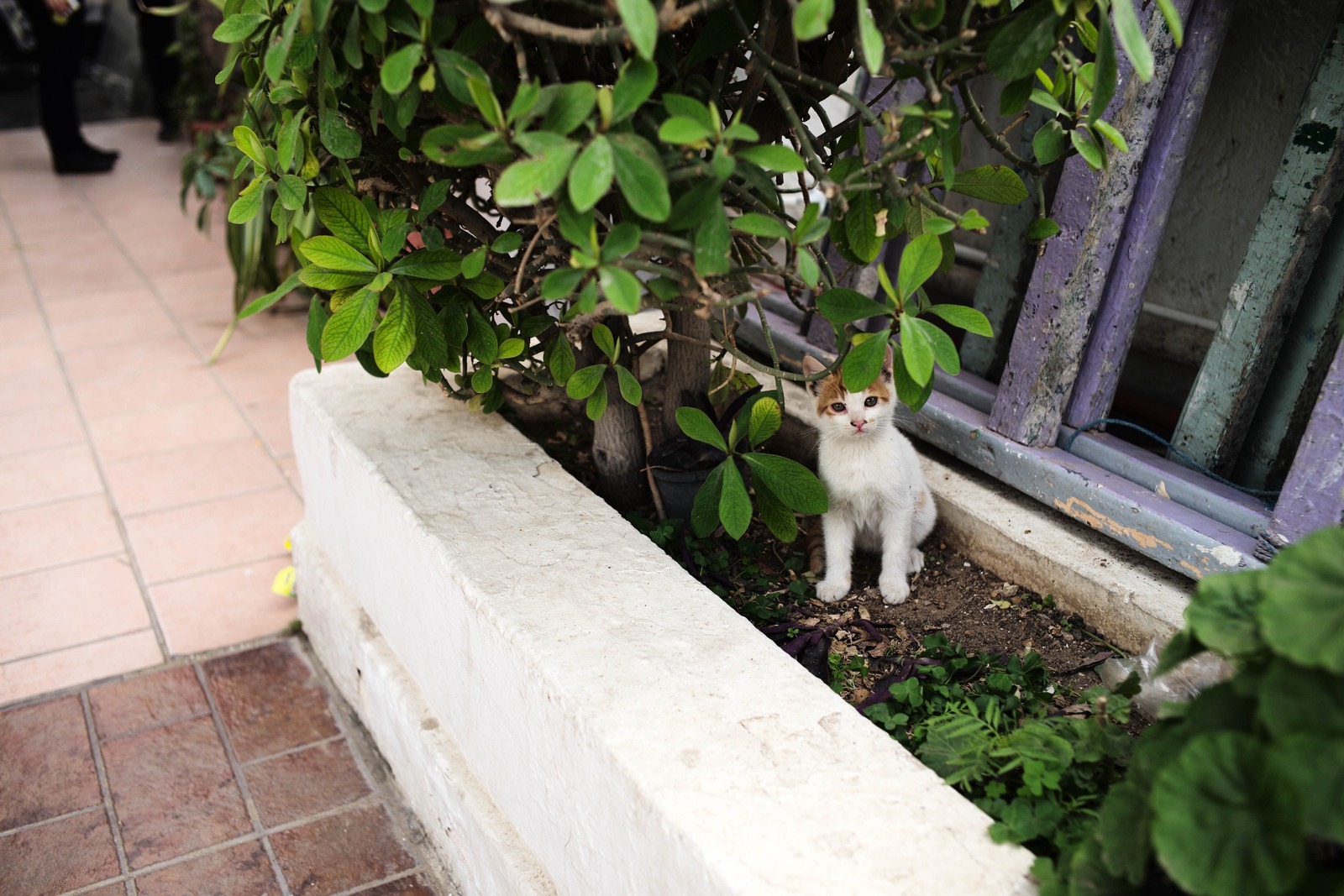 Curious Kitten in Greenery