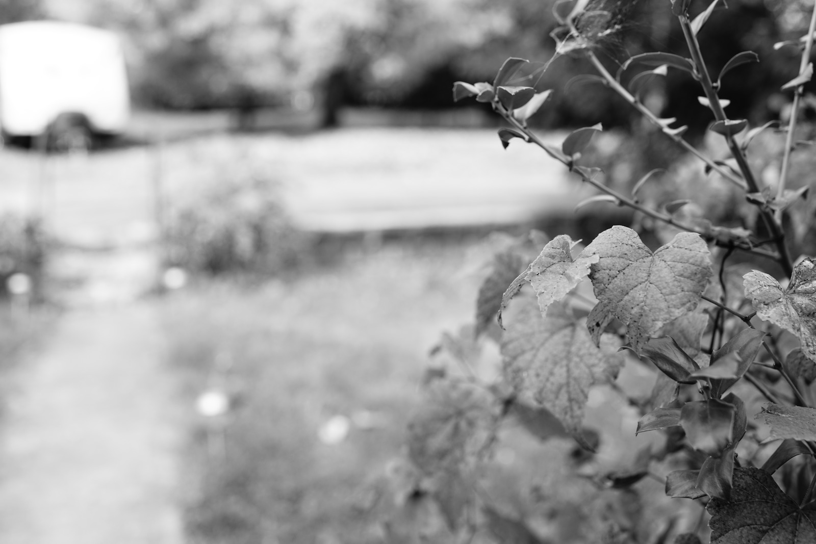 Whispers of Nature