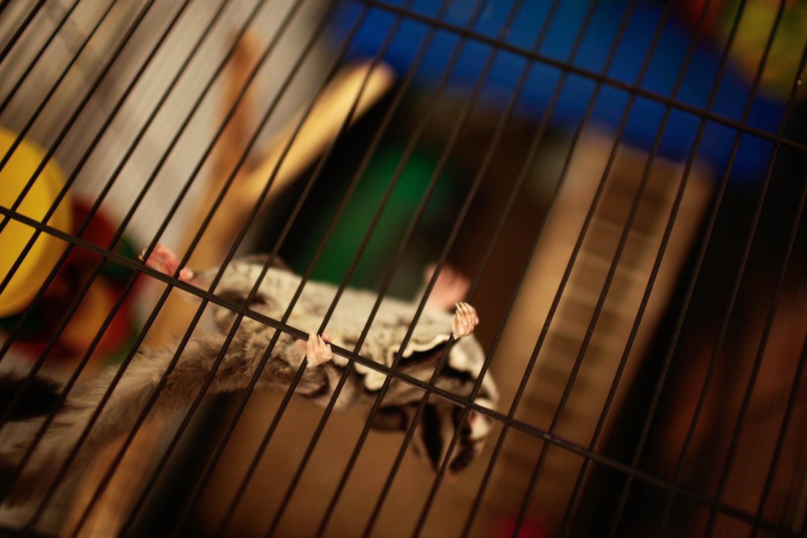 Caged Curiosity