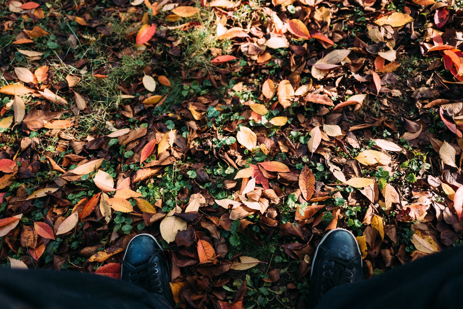 Autumn's Embrace