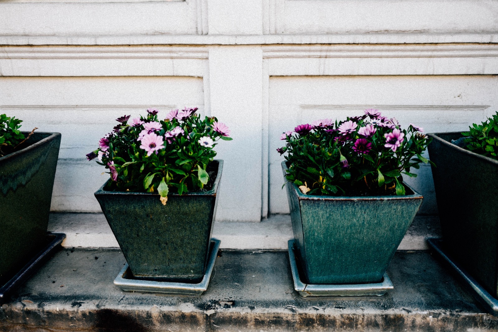 Floral Harmony