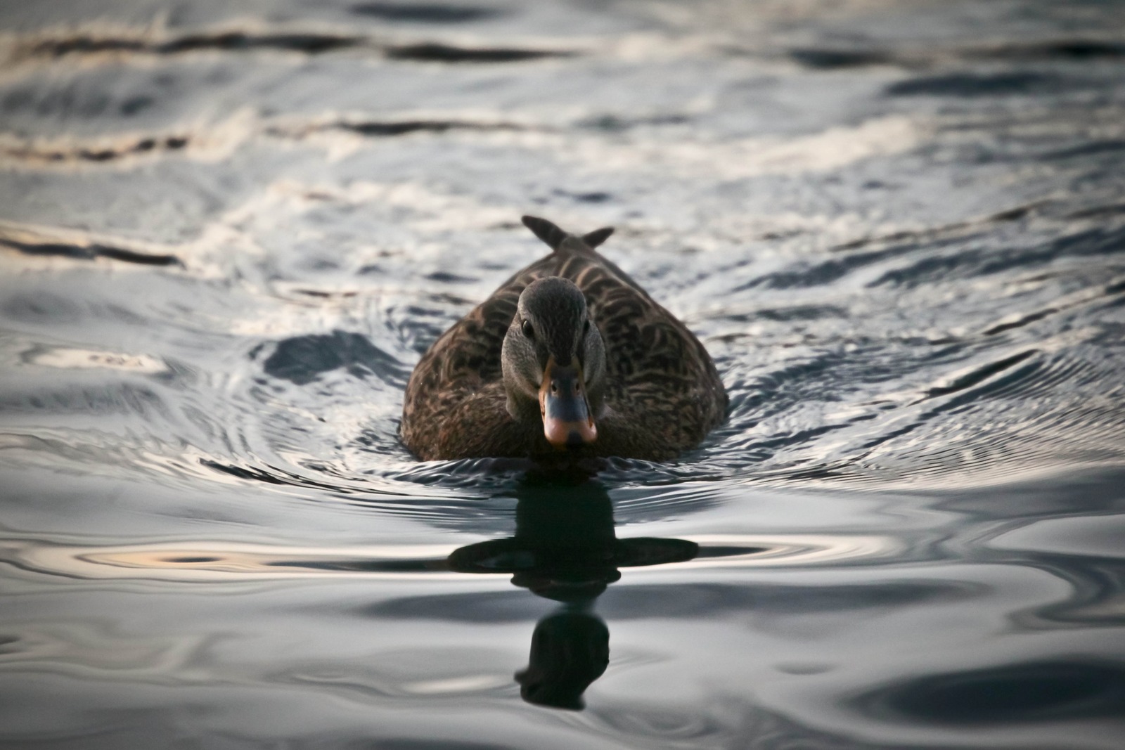 Serene Waters
