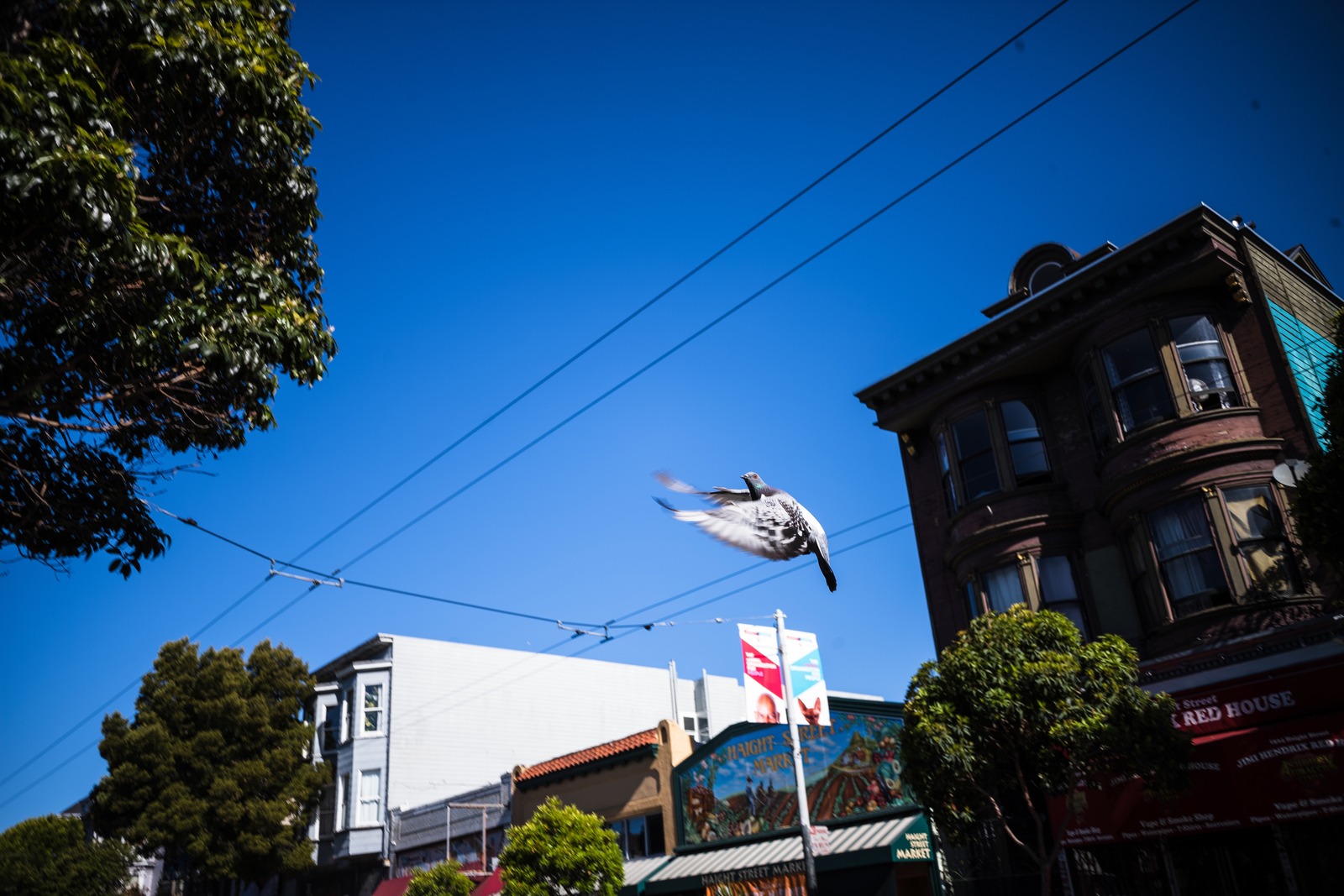 Urban Flight