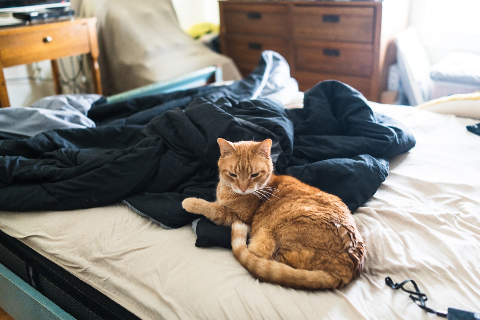 Cozy Cat Comfort