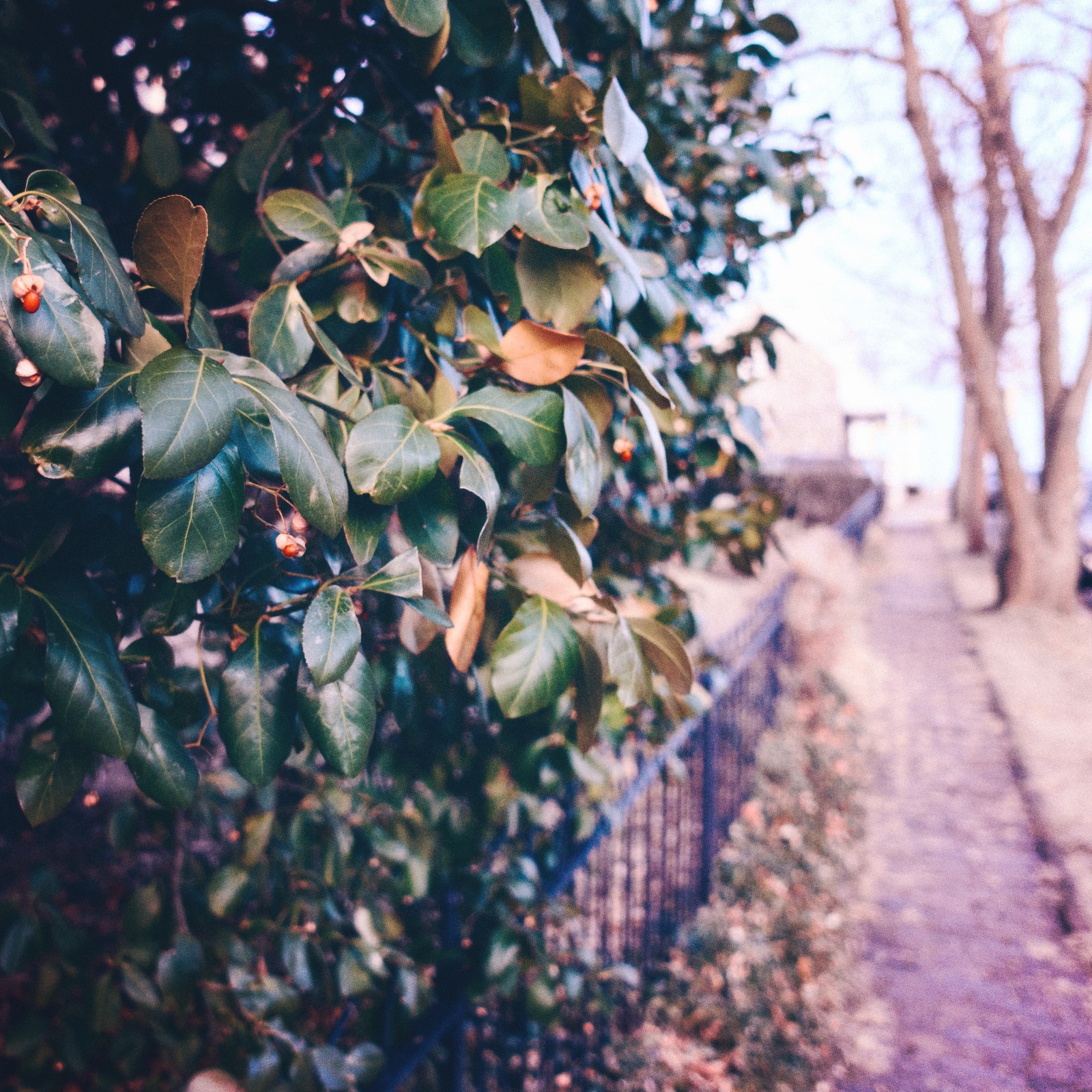 Quiet Pathway