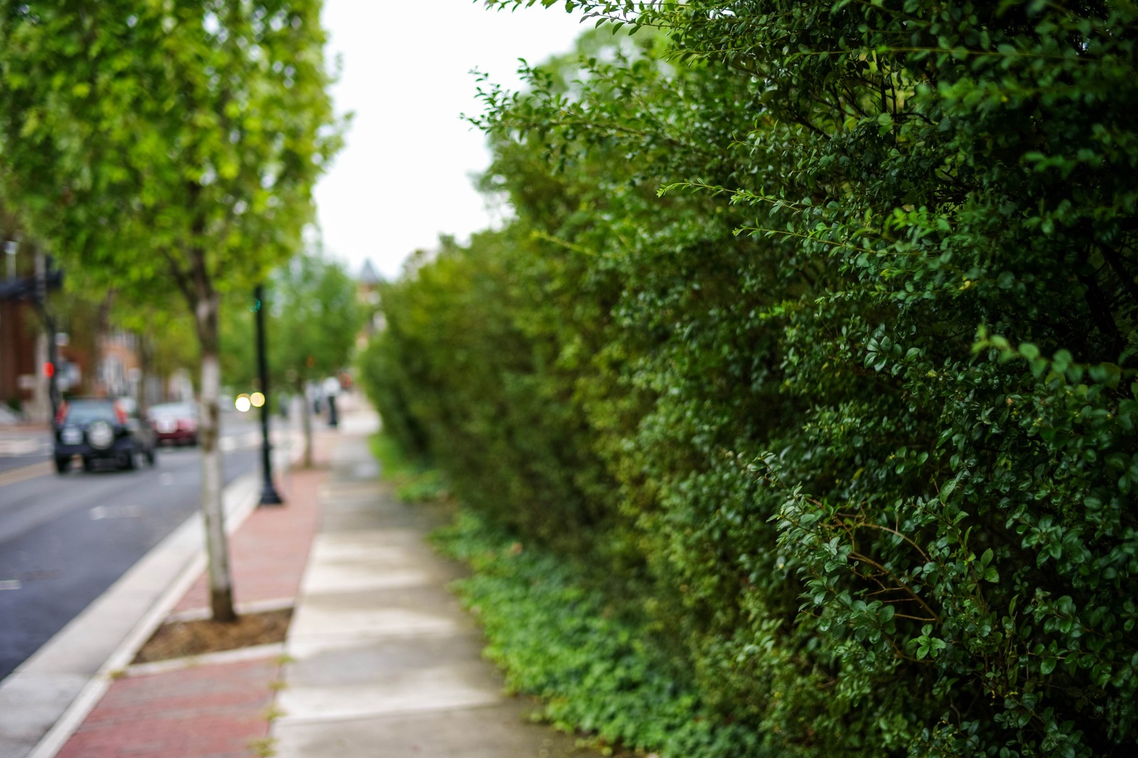 Urban Greenery