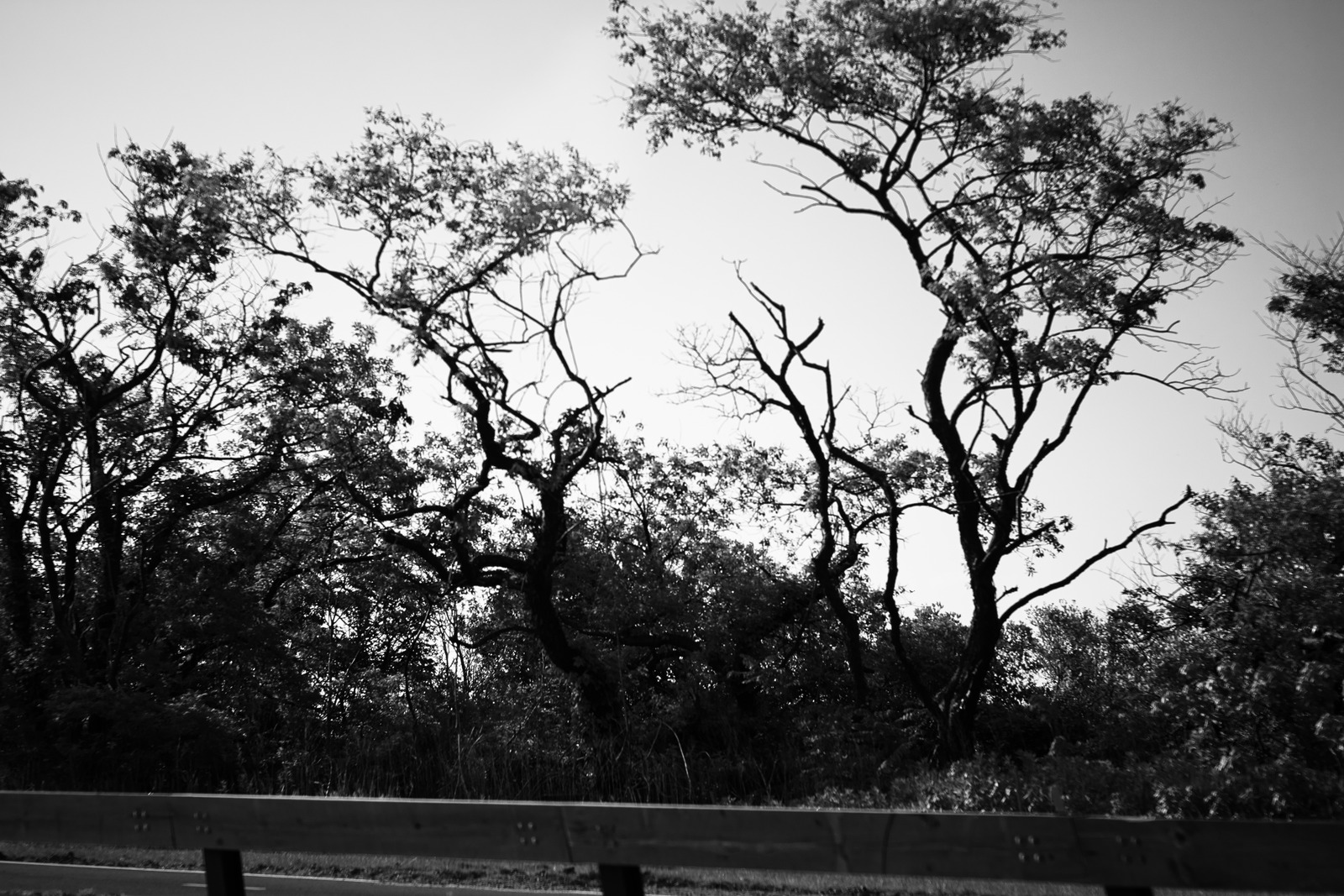 Silent Sentinels