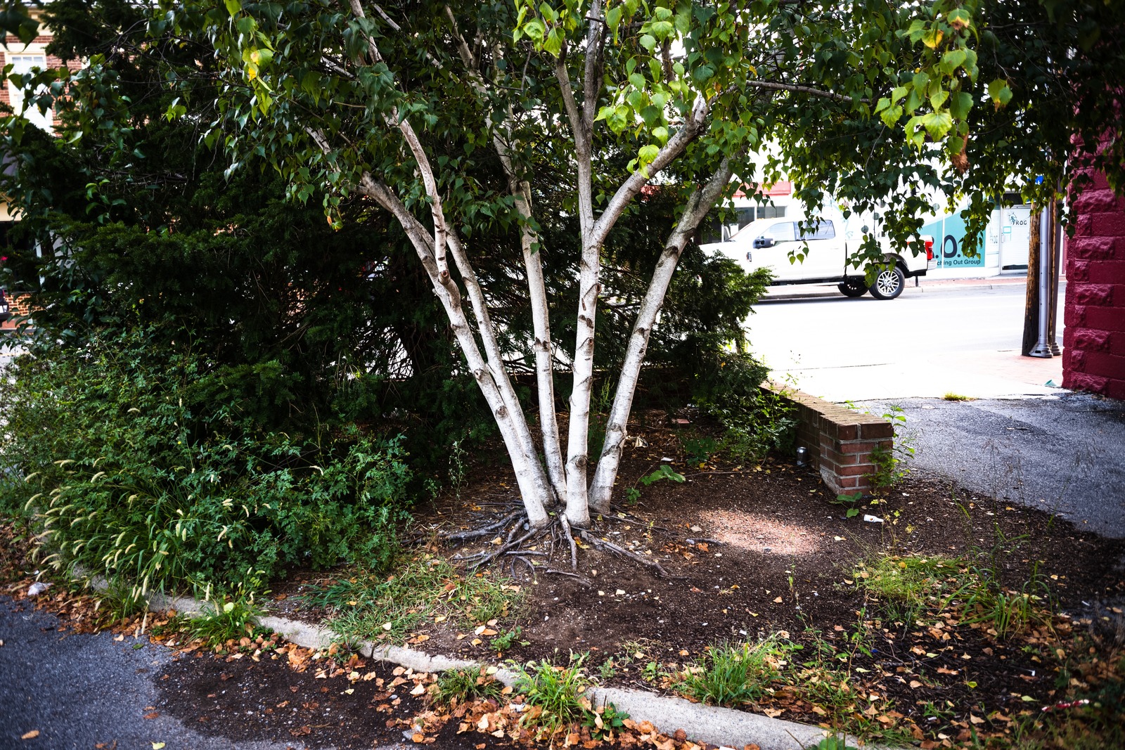 Urban Greenery