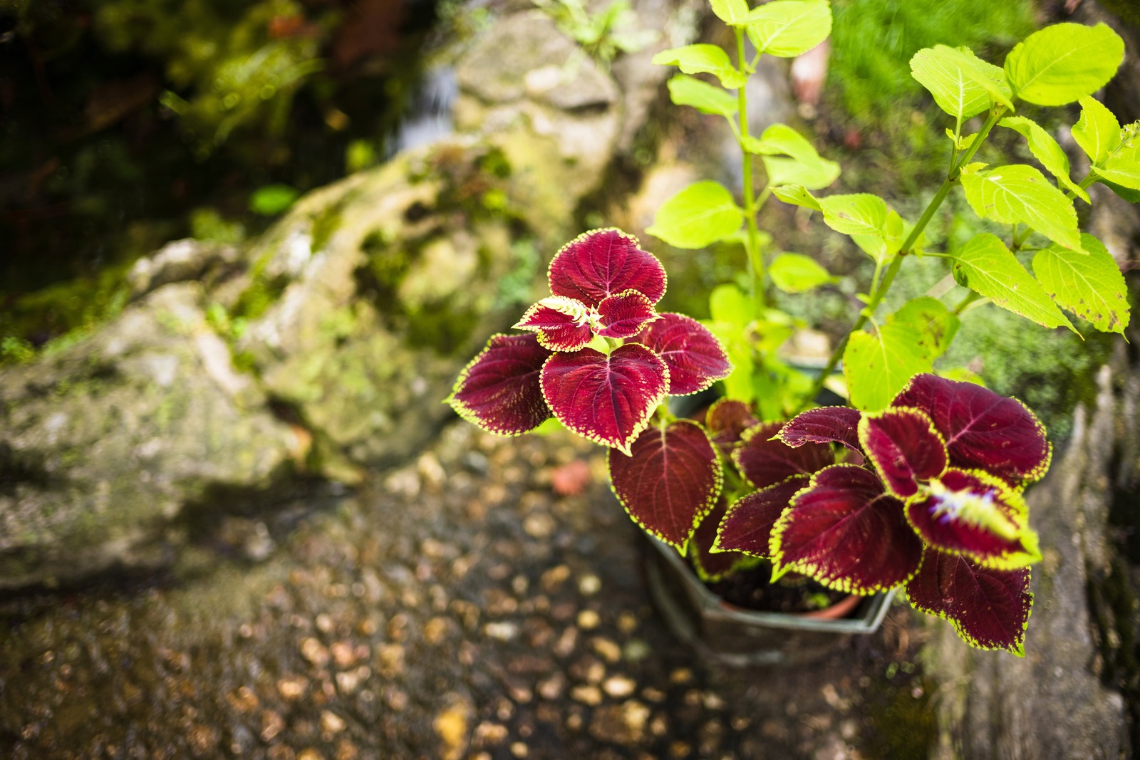 Vibrant Flora