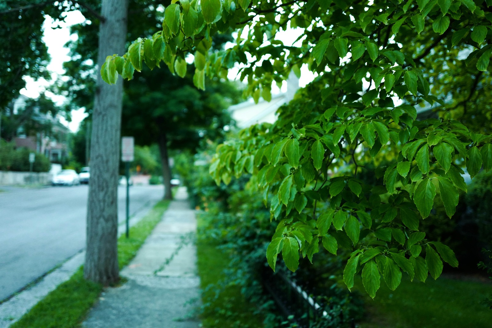 Quiet Green Haven