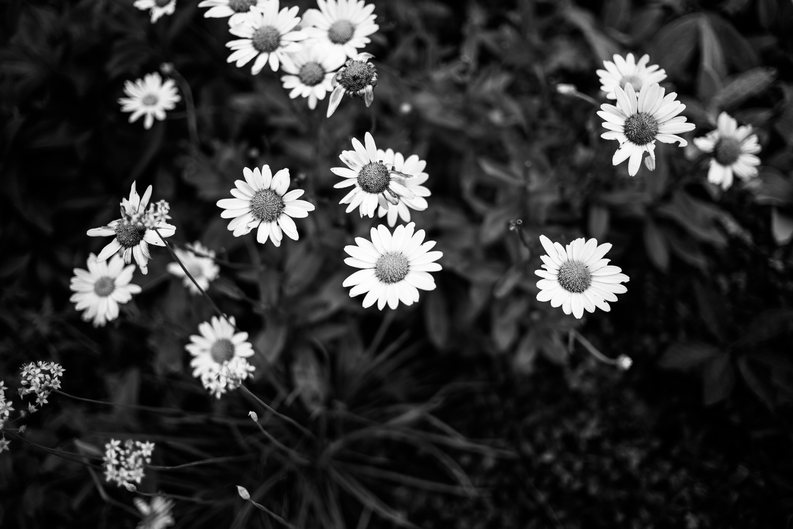 Whispers of Nature