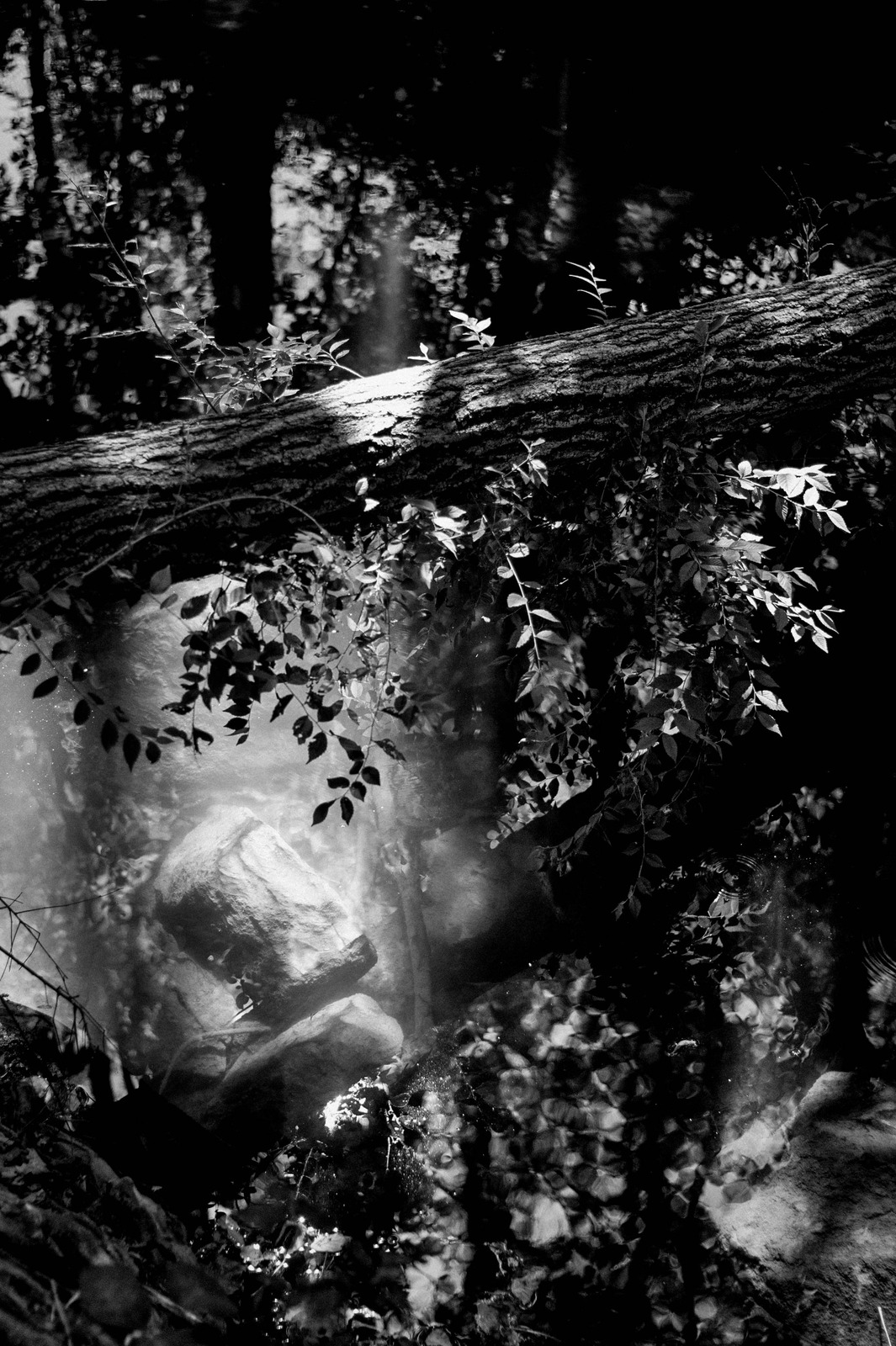 Whispers of Nature