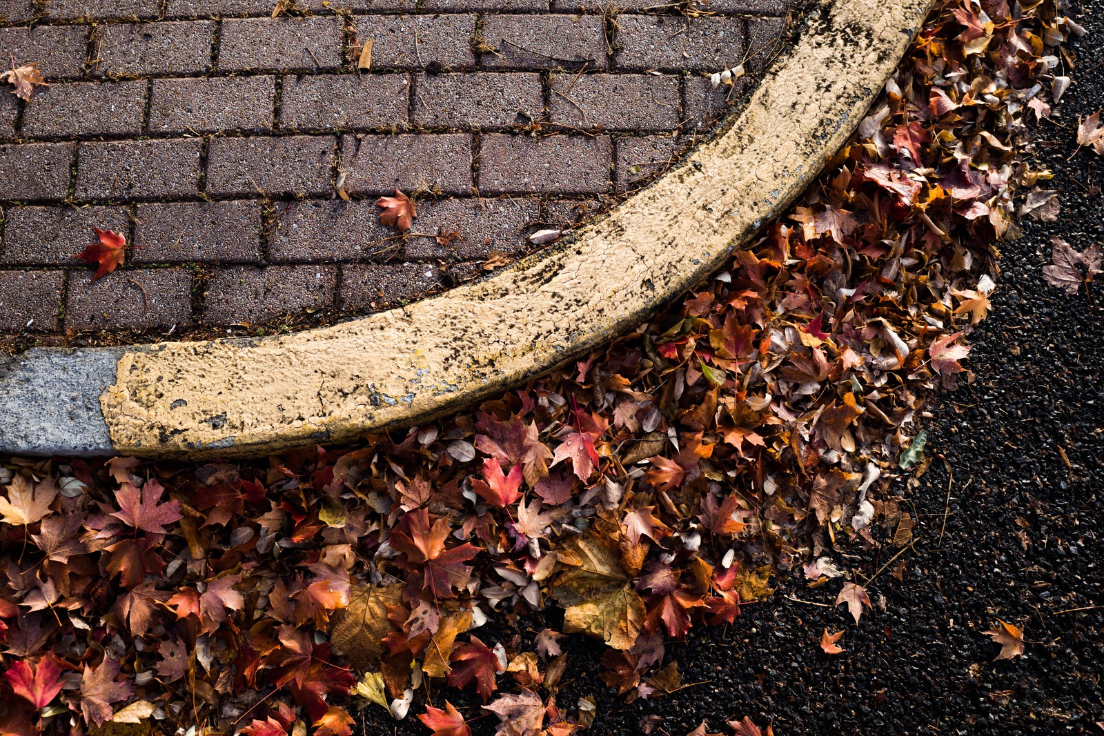 Autumn's Edge