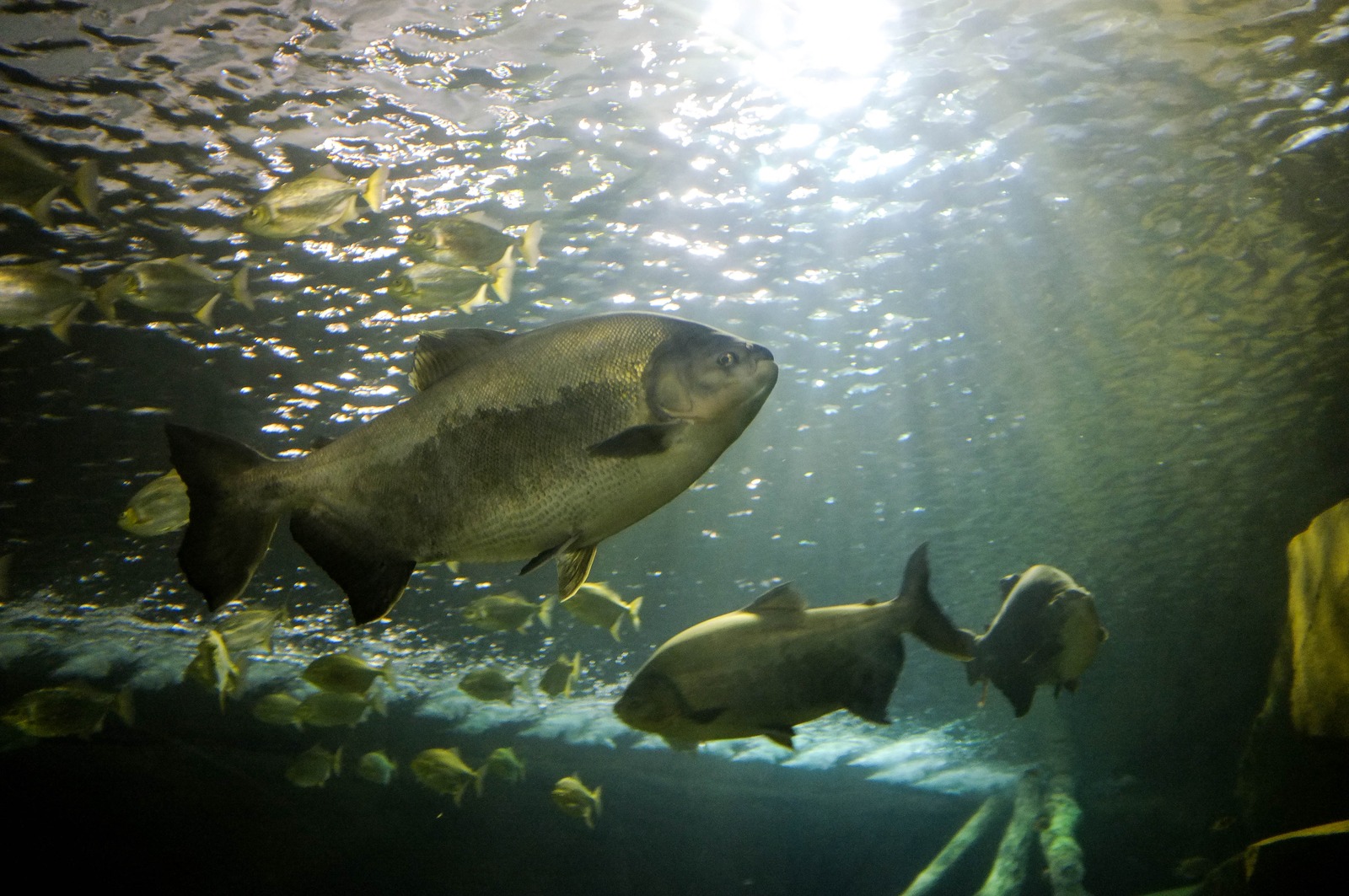 Underwater Serenity