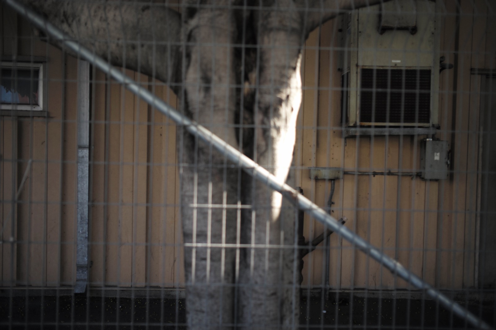 Fenced Solitude