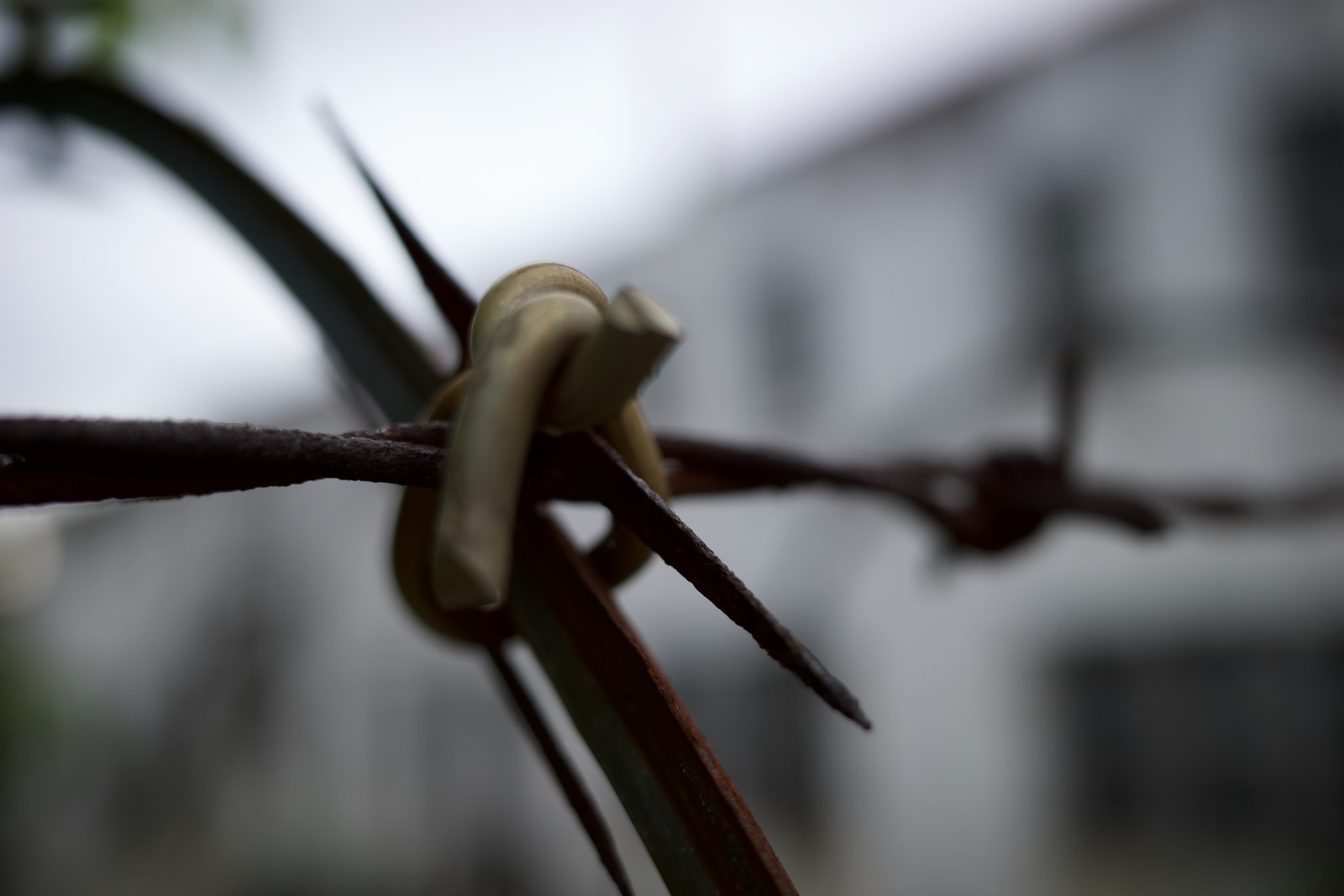 Barbed Resilience