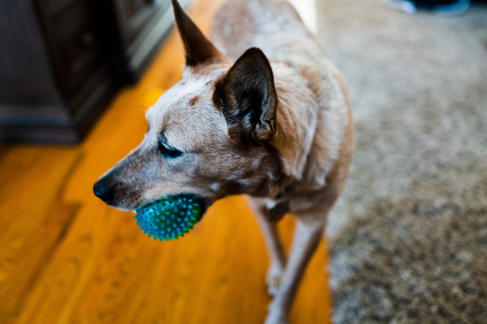Playful Companion