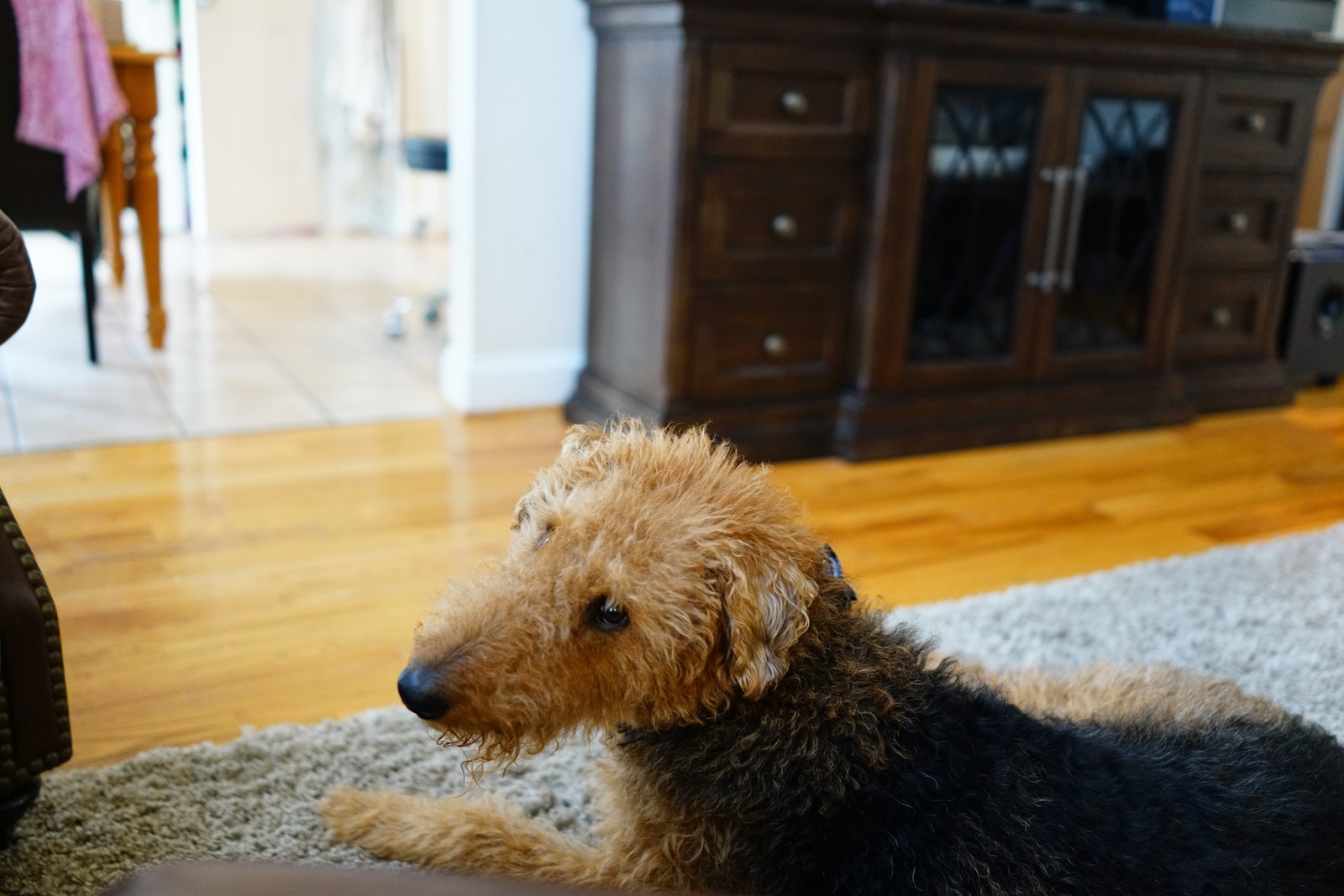 A Dozy Companion