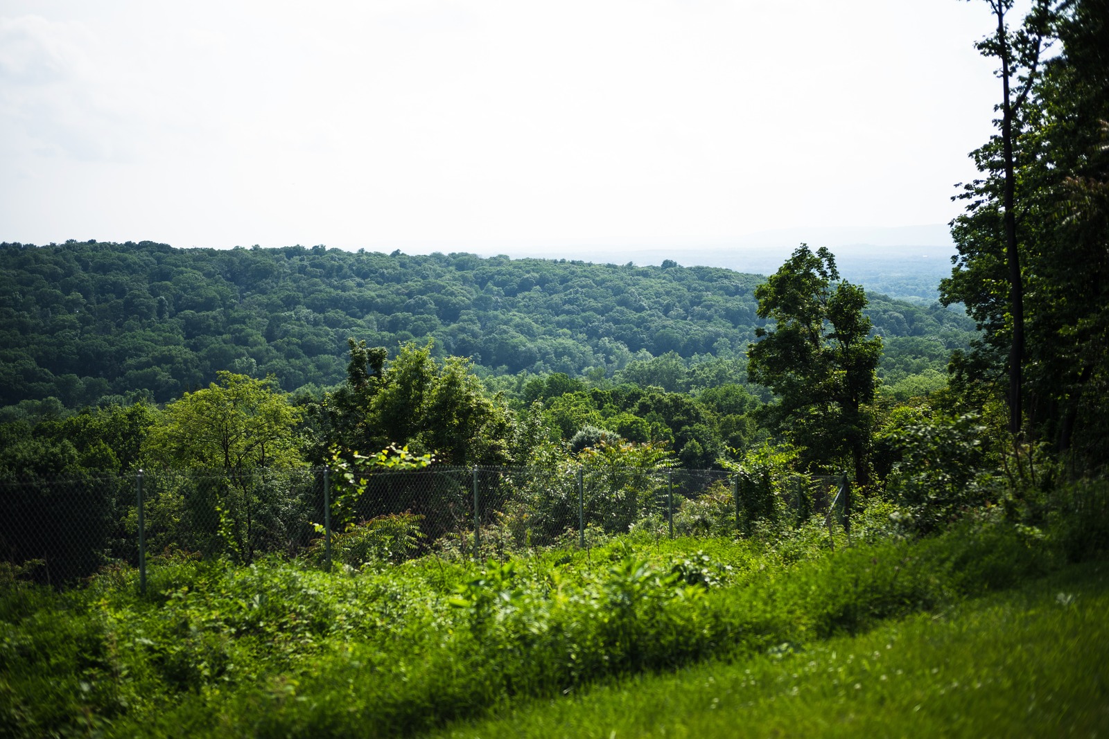 Lush Green Vista