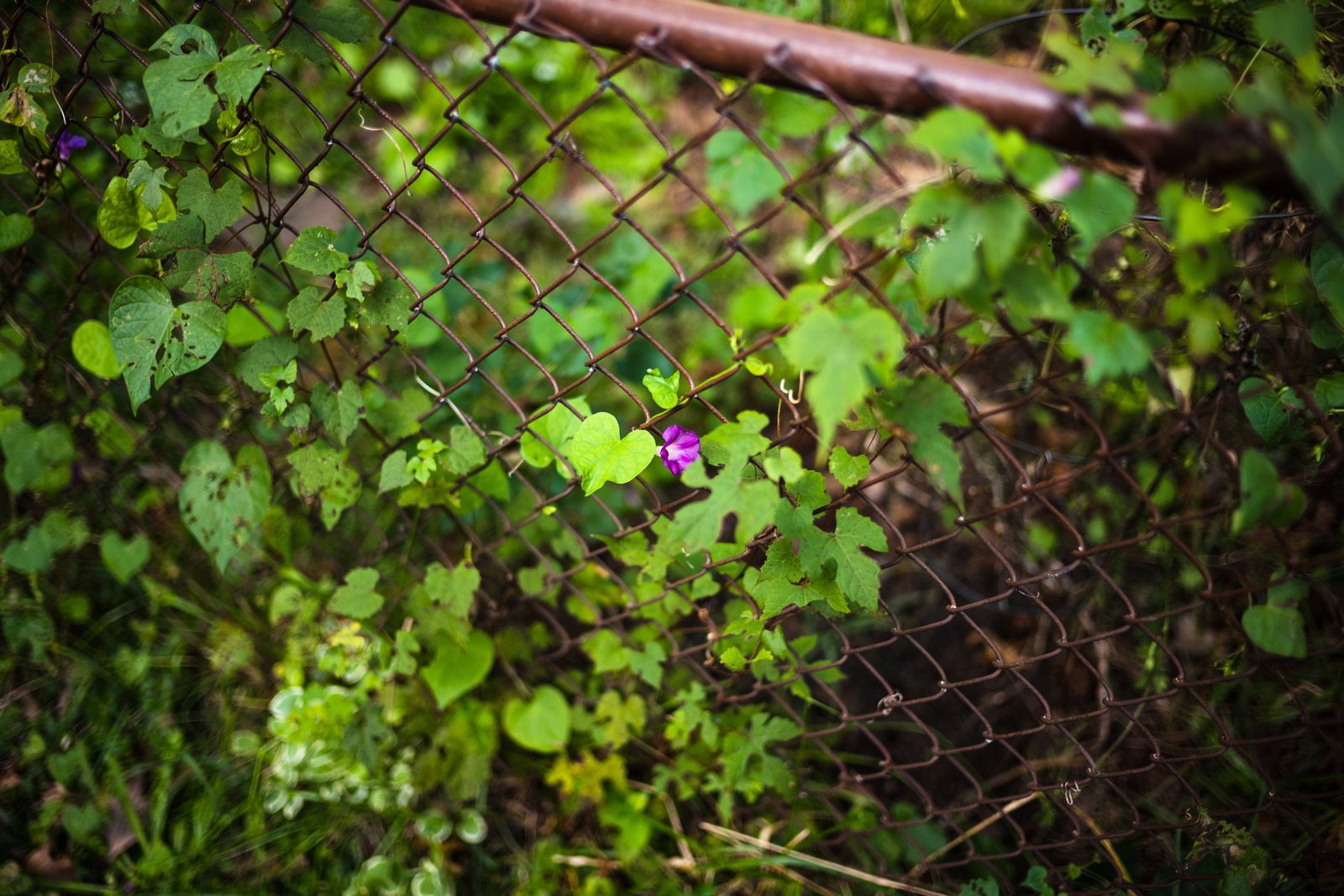 Nature's Embrace