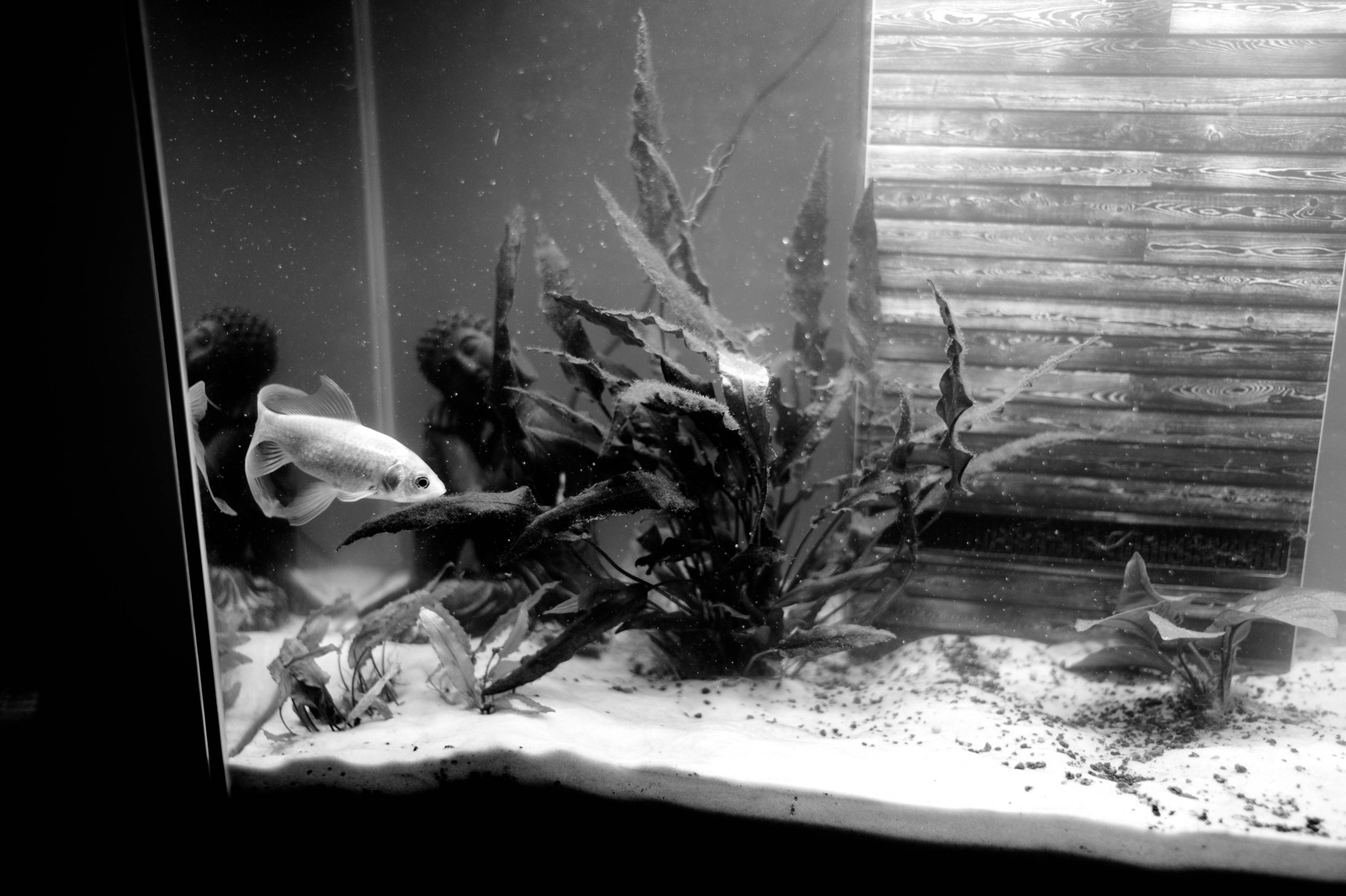 Silent Depths
