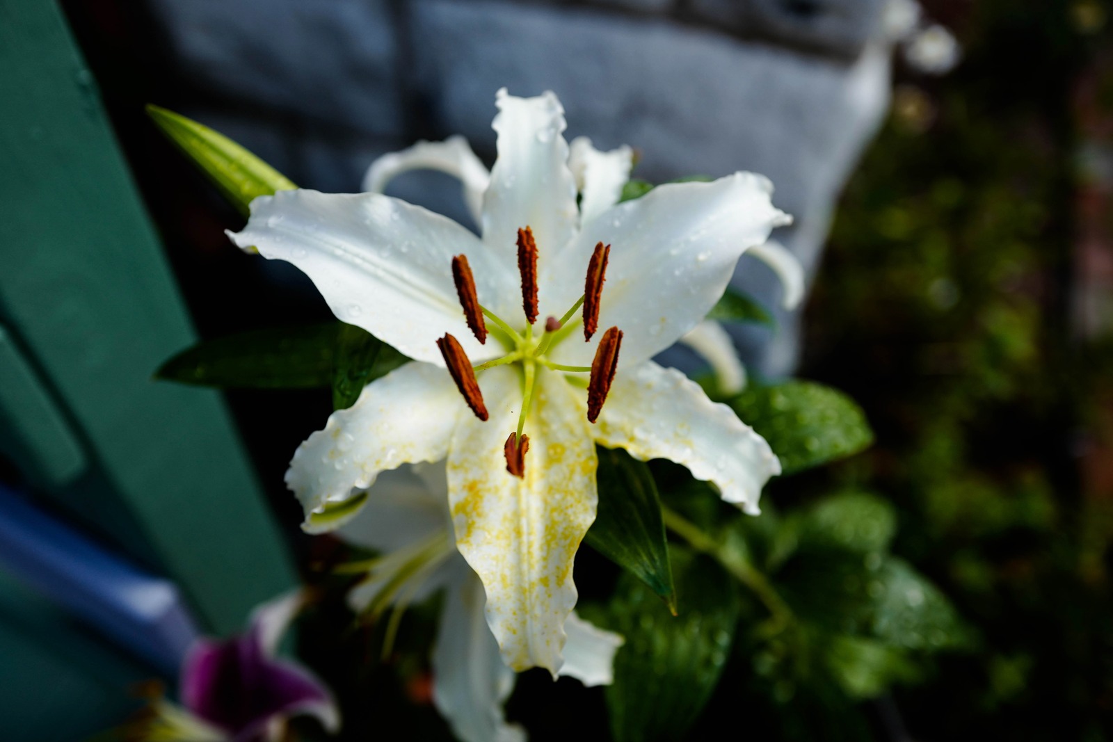 Luminous Lily