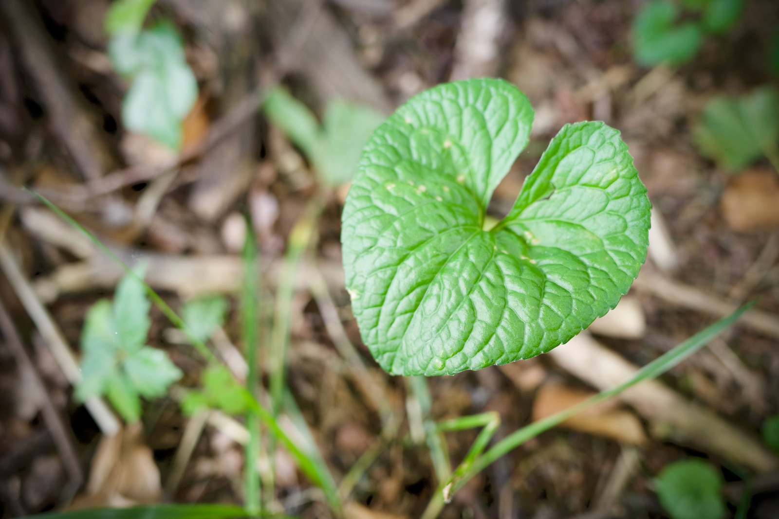 Nature's Heart