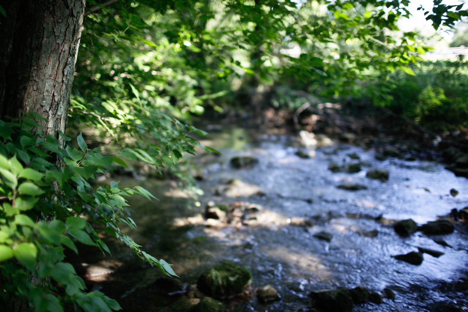 Whispers of Nature