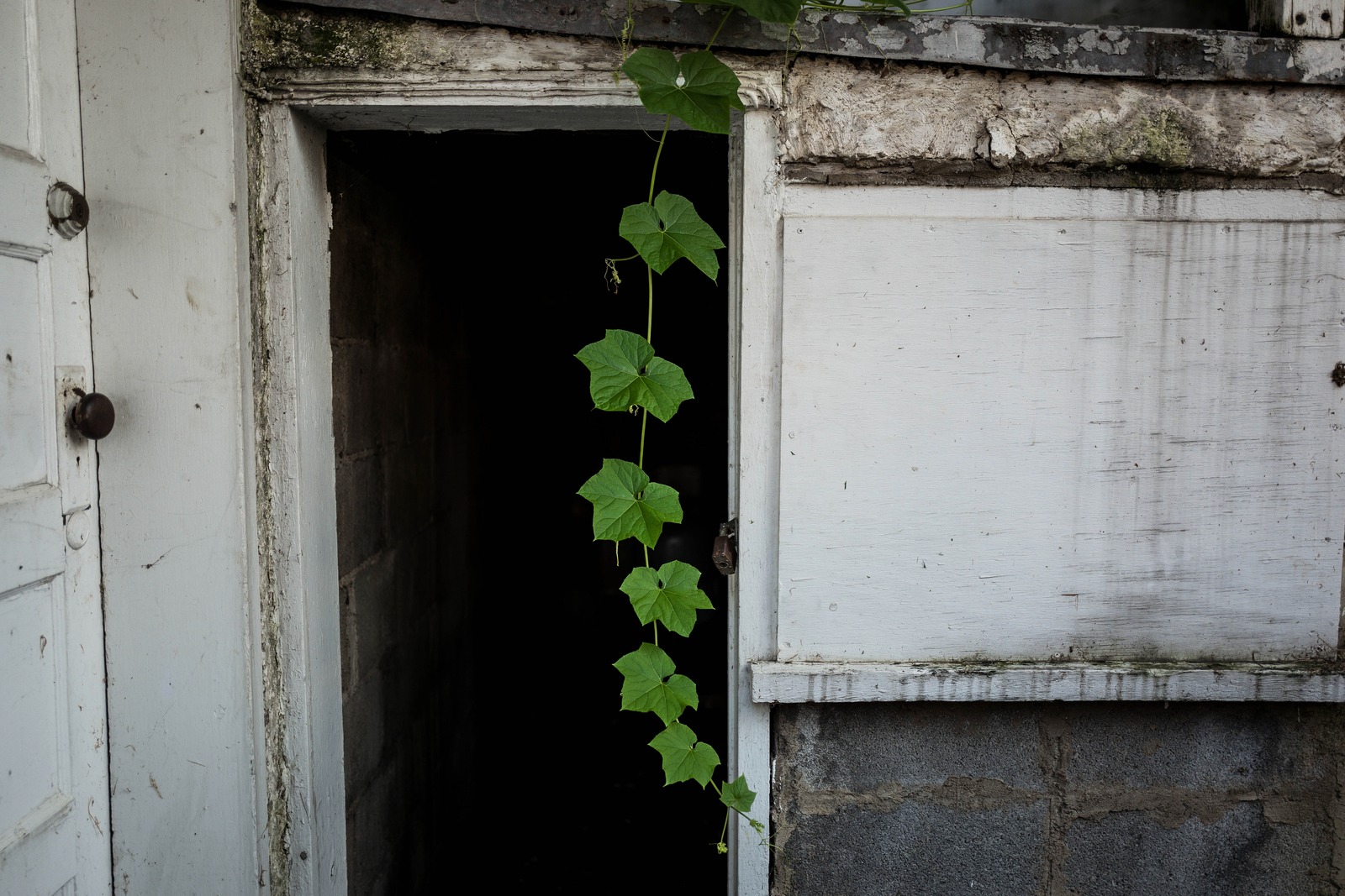 Nature's Embrace