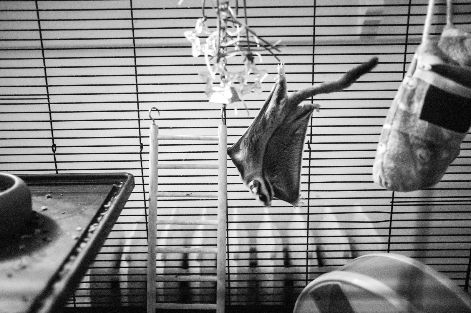 Playful Shadows