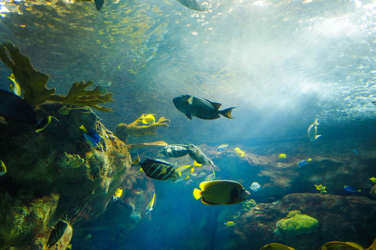 Underwater Serenity