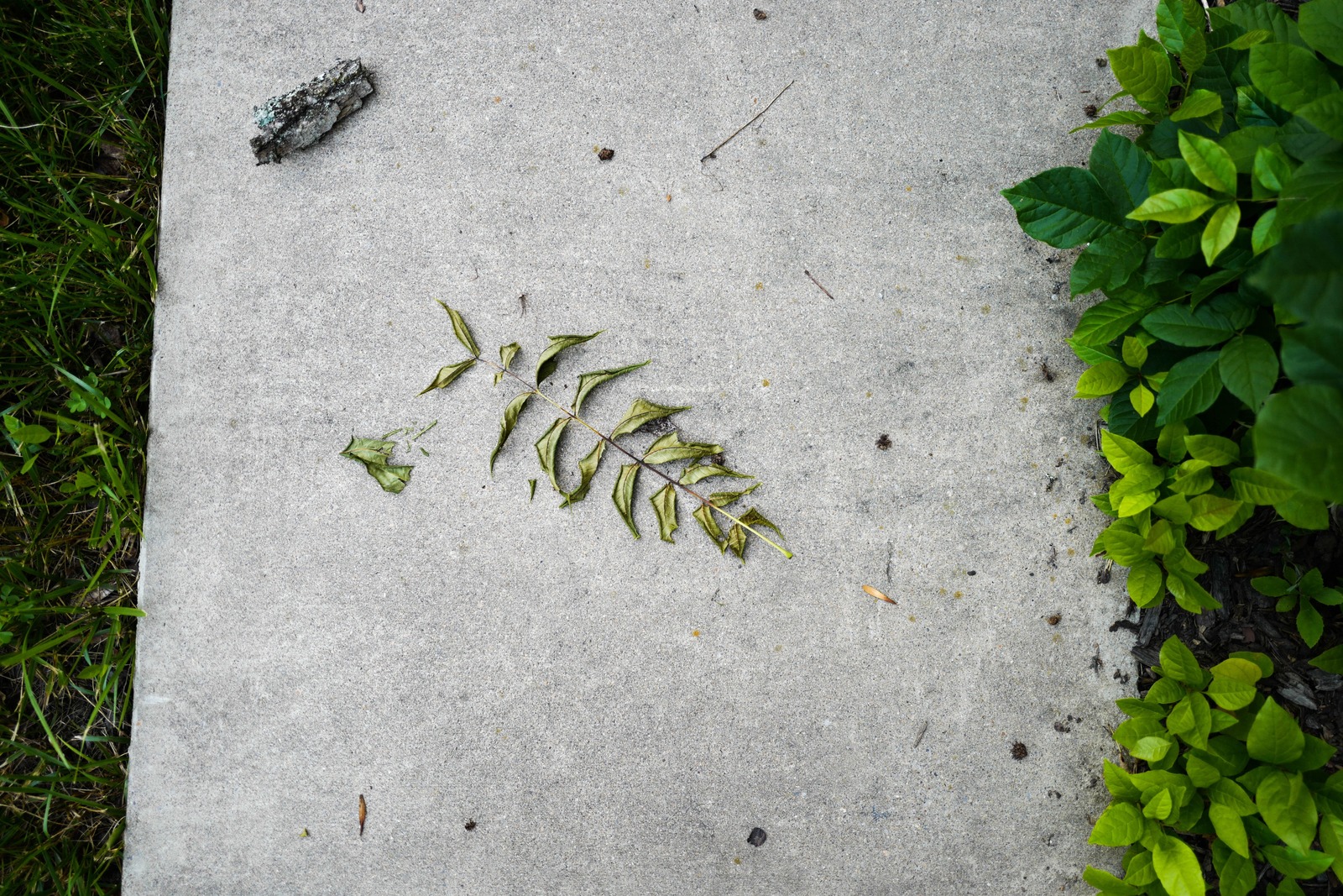 Nature's Imprint
