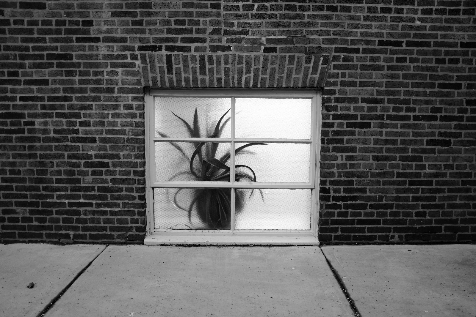 Nature Behind Glass