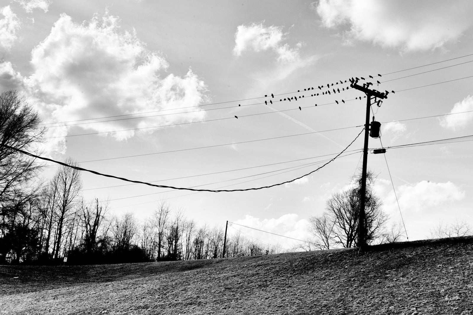 Perched Silence